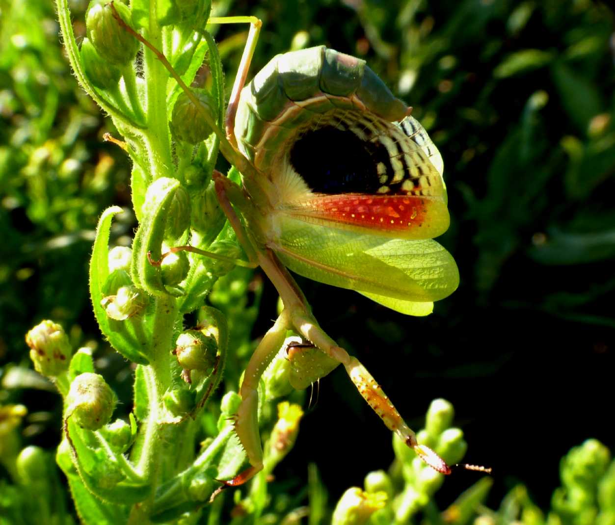Iris oratoria in posa terrifica